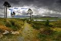Tawnyard Lough