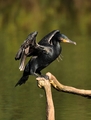 Kormoran II