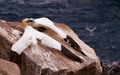 Gannets VI