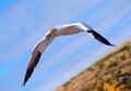 Gannet III