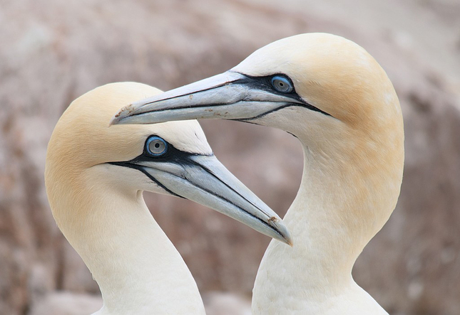 Gannet II