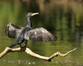 Kormoran
