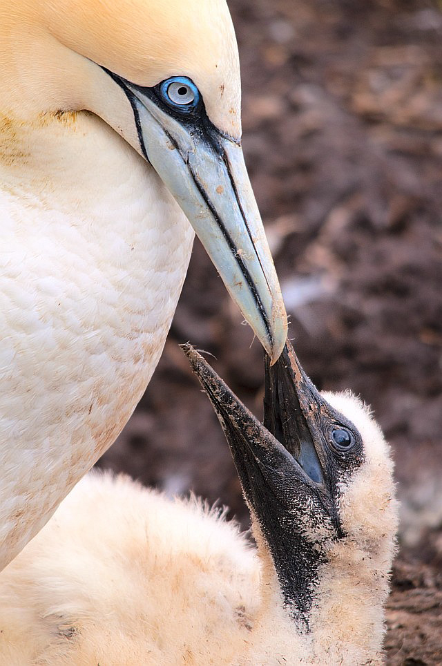 Gannet IV