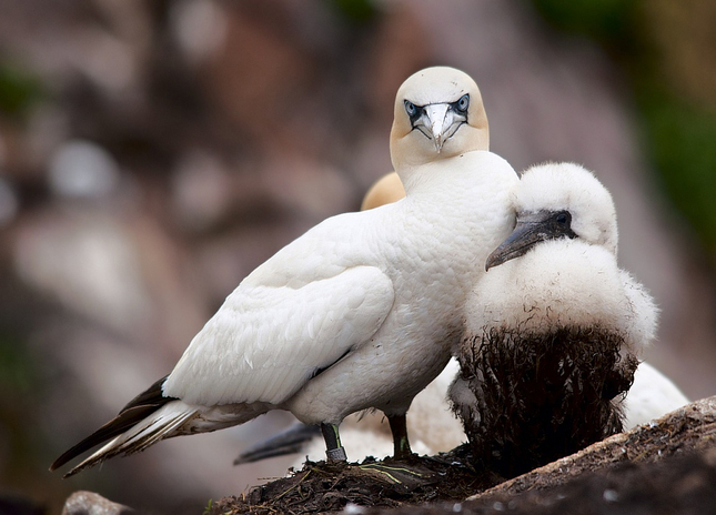 Gannets VII