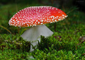 Muchotravka cervena