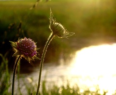 V podvecernom protisvetle