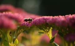 Apis mellifera