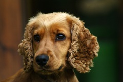 Sindy 2