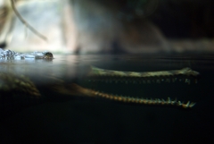 Gavial Indicky