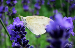 Levanduľový motýľ