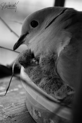 Rodicovske povinnosti