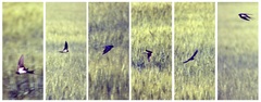 Swallows