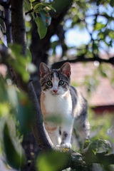 Mačacina