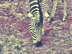 Zebra v ruzovom
