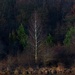 tri brezy z brezovej