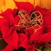 vianočná ruža