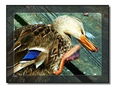 Duck 1