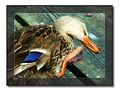 Duck 1