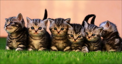 kuk... :o)