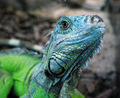 Leguan, potomok dinosaurov?
