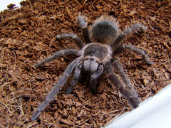 Lasiodora parahybana