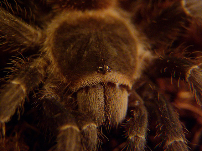 lasiodora parahybana