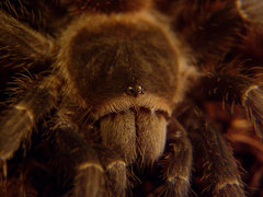 lasiodora parahybana