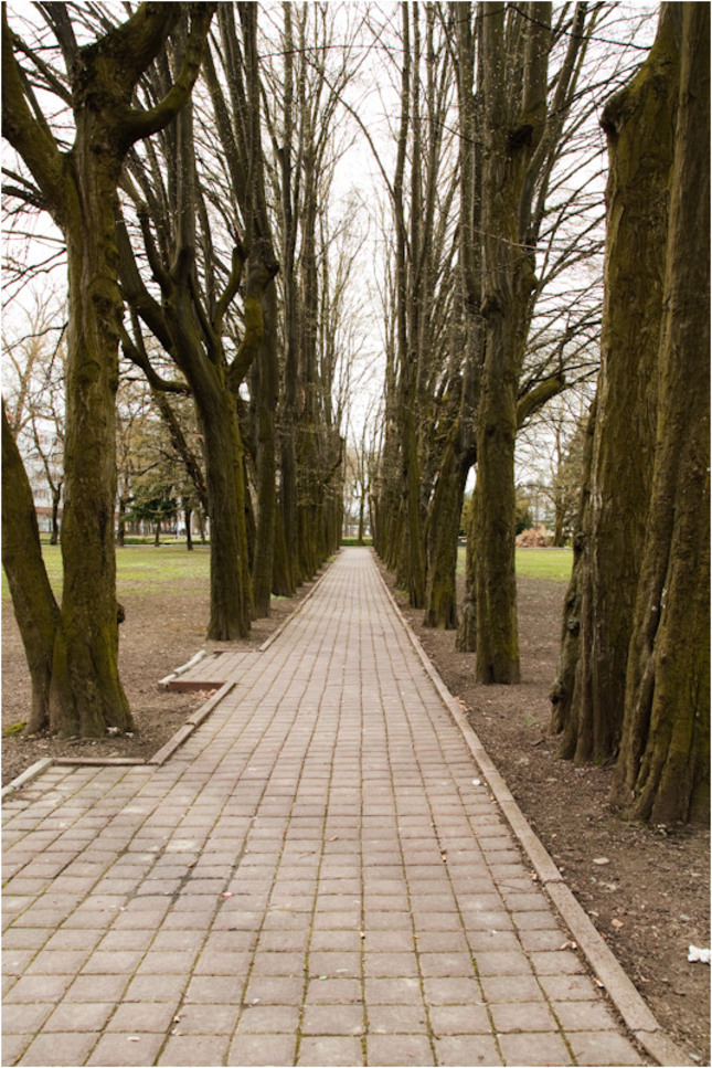 chodník lemovaný stromami