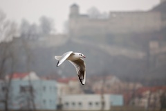 po hradom Matúša Čájka