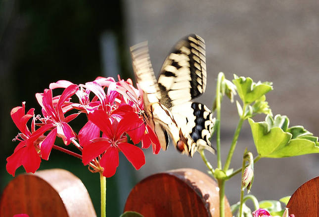 motýľ v lete