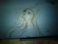 face