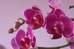orchidea