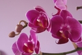 orchidea