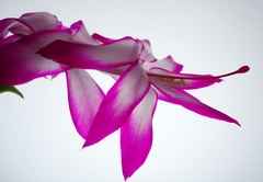 Schlumbergera truncata