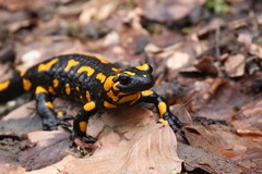 Salamandra škvrnitá (Salamandra 