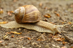 Slimák