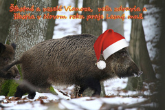Taká vianočná diviačica