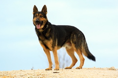 Model