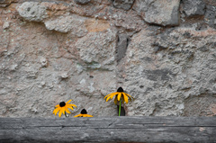 Tam, kde rastú nesmelé kvietky..