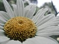 content flower.