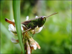 insect.