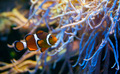 Klaun zdobený  (Amphiprion percu