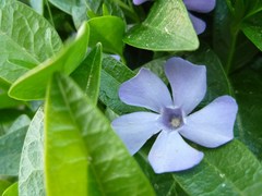 Hidden flower