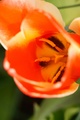 Tulipán