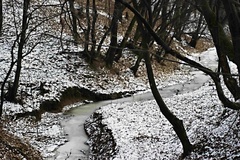 pocukrovana