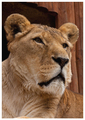 Lion portrait