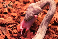 Veľhad kráľovský