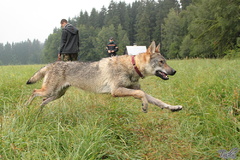 Arienka