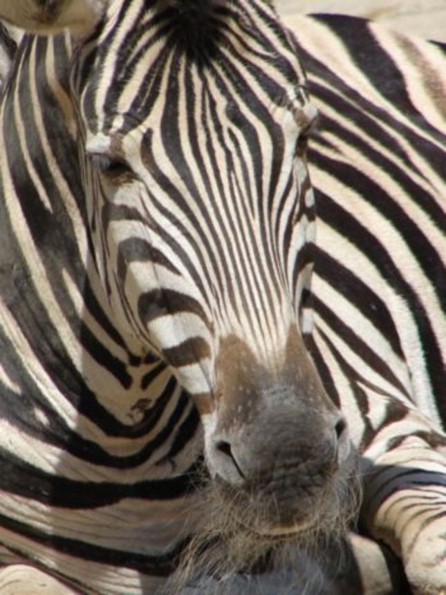 zebra :-)