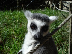 Lemur